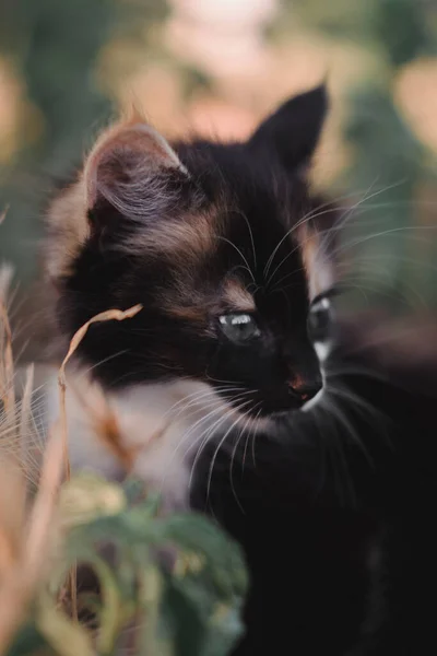 Sevimli Küçük Siyah Kırmızı Beyaz Kedi Yavrusu Küçük Pofuduk Kedi — Stok fotoğraf