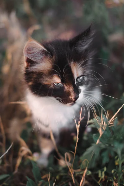 Charming Little Black Red White Kitten Small Fluffy Kitten Tricolor — Stock Photo, Image