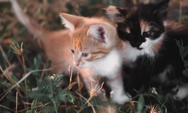 Zwei Entzückende Kleine Kätzchen Sitzen Gras Der Natur Sitzen Ein — Stockfoto