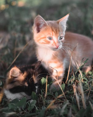 İki sevimli kedi yavrusu çimlerin üzerinde oturuyor. Kırmızı bir kedicikle üç renkli bir kedi doğada yan yana otururlar. Genç güzel kediler.