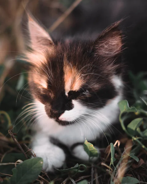 迷人的黑色 红色和白色的小猫 小绒毛小猫三色旗 小猫在大自然中散步 坐在草地上摆姿势 家小三色猫 — 图库照片