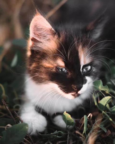 Encantadora Gatita Negra Roja Blanca Pequeño Gatito Esponjoso Tricolor Gatito — Foto de Stock