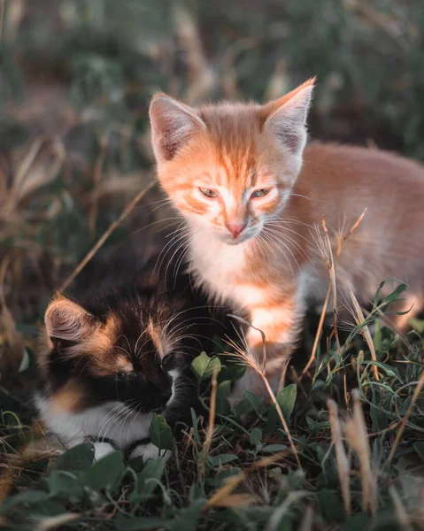 Two Adorable Little Kittens Sitting Grass Red Tabby Kitten Tricolor — Stock Photo, Image