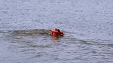 Alman çoban köpeği nehirde yüzer ve bir oyuncakla oynar. Çobanın kafası sudan dışarı sarkıyor. Suda köpekle aktif oyunlar, aktif bir yaşam tarzı. Islak Alman çoban köpeği açık bir gölette banyo yapar..