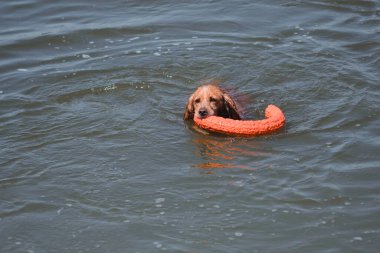 Bir Spaniel köpeği nehirde yüzer ve ağzıyla bir oyuncak yakalar. Güzel bir safkan kırmızı köpek gölde yüzer ve bir oyuncakla oynar. Sudaki köpek oyunları.