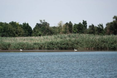 İki beyaz kuğu bir gölette yüzüyor. Nehrin panoramik manzarası, yeşil sazlıklar, arka planda iki beyaz kuğu ve yeşil ağaçlar. Güzel köy manzarası ve nehirde yüzen vahşi kuşlar..