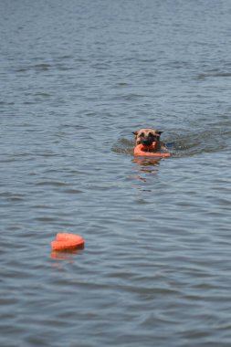 Çoban köpeği gölde, nehirde yıkanır. Alman çoban köpeği gölde yüzer ve bir oyuncakla oynar. Köpeğin kafası sudan dışarı çıkıyor ve ağzında bir oyuncak tutuyor..