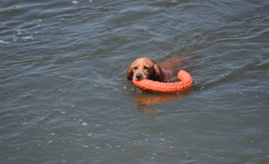 Bir Spaniel köpeği nehirde yüzer ve ağzıyla bir oyuncak yakalar. Güzel bir safkan kırmızı köpek gölde yüzer ve bir oyuncakla oynar. Sudaki köpek oyunları.
