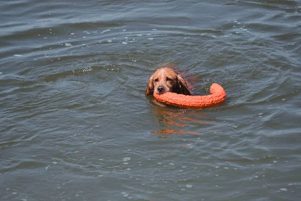 Bir Spaniel köpeği nehirde yüzer ve ağzıyla bir oyuncak yakalar. Güzel bir safkan kırmızı köpek gölde yüzer ve bir oyuncakla oynar. Sudaki köpek oyunları.