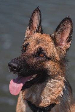 Yakın planda siyah-kırmızı bir Alman çoban köpeği portresi. Zeki ve sadık bakışlı güzel bir köpek insana bakar. Almanya 'dan güzel bir safkan köpek..