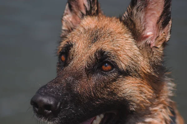 Porträt Eines Schwarz Roten Schäferhundes Großaufnahme Ein Schöner Hund Mit — Stockfoto