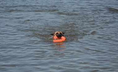 Çoban köpeği gölde, nehirde yıkanır. Alman çoban köpeği gölde yüzer ve bir oyuncakla oynar. Köpeğin kafası sudan dışarı çıkıyor ve ağzında bir oyuncak tutuyor..