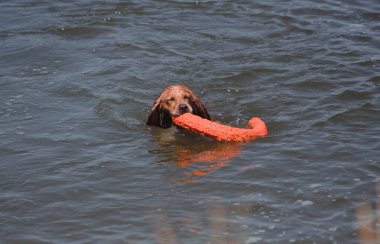 Bir Spaniel köpeği nehirde yüzer ve ağzıyla bir oyuncak yakalar. Güzel bir safkan kırmızı köpek gölde yüzer ve bir oyuncakla oynar. Sudaki köpek oyunları.