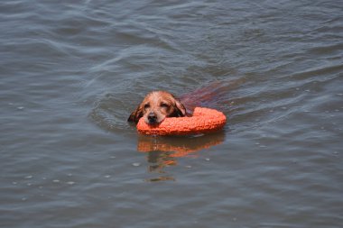 Bir Spaniel köpeği nehirde yüzer ve ağzıyla bir oyuncak yakalar. Güzel bir safkan kırmızı köpek gölde yüzer ve bir oyuncakla oynar. Sudaki köpek oyunları.