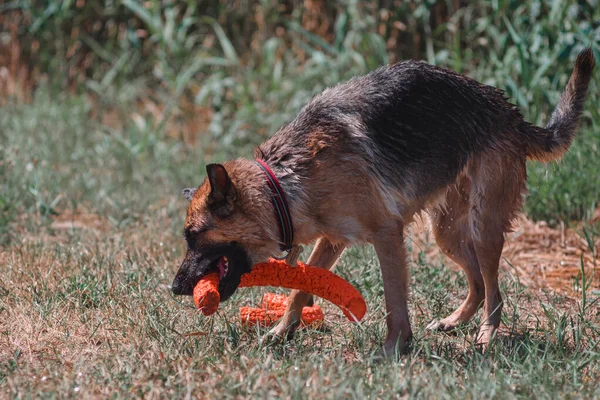 一只德国牧羊犬在绿草中玩狗玩具 这只狗在大自然中玩耍 在河里游泳后给牧羊犬浇水 — 图库照片