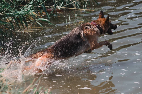 The German shepherd jumps into the river with acceleration and splashes from the water fly in different directions. A beautiful thoroughbred graceful dog jumps into the water.