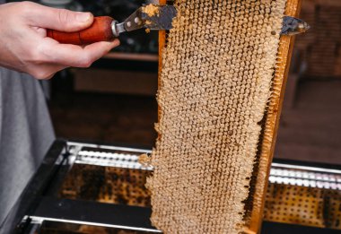 Arı ahşap çerçevesinde özel bir aletle balı aç. Bal peteği için uzun bir bıçak. Lezzetli ve sağlıklı bal bal peteğine mühürlendi..