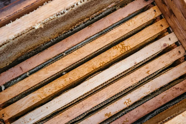 Des Cadres Bois Miel Sont Installés Dans Ruche Maison Abeilles — Photo