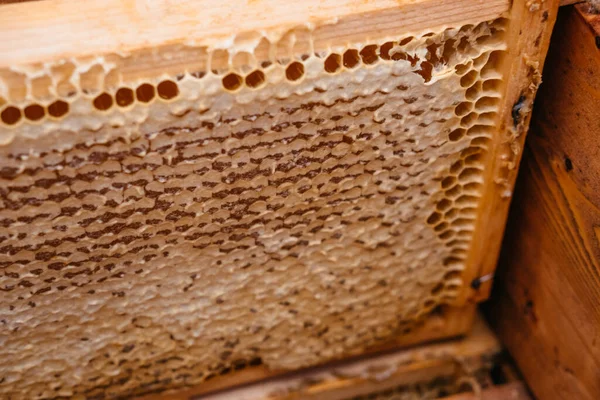 Wooden frames of honey are installed in the hive. Bee house, beekeeping. Frame with honeycomb. The honey in the frame is prepared for downloading and filling.