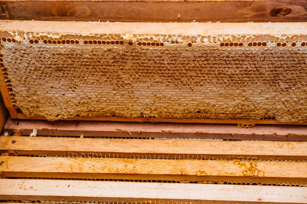 Wooden Frames Honey Installed Hive Bee House Beekeeping Frame Honeycomb Royalty Free Stock Images