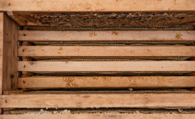 Kovana ahşap çerçeveler yerleştirildi. Arı evi, arıcılık. Bal peteğiyle çerçevele. Çerçevedeki bal indirme ve doldurma için hazır..