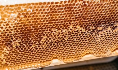 Tahta çerçeveli ballı bal peteği. Arı kovanı, arıcılık. Bal yaz hasadının küçük bir kısmı. Lezzetli ve sağlıklı arı ürünleri.