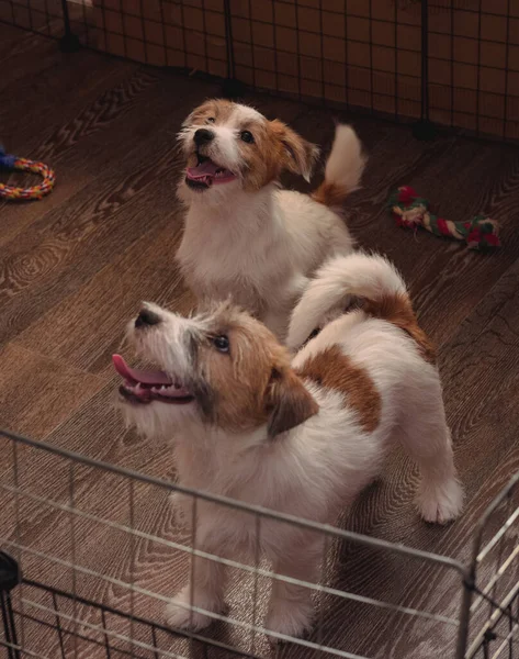 Dwa Małe Urocze Szczeniaki Pomalowanego Jacka Russella Terriera Angielski Pies — Zdjęcie stockowe