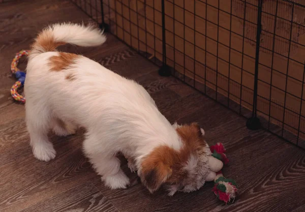 Uroczy Szczeniaczek Pomalowany Surowo Jack Russell Terrier Bawi Się Zabawką — Zdjęcie stockowe