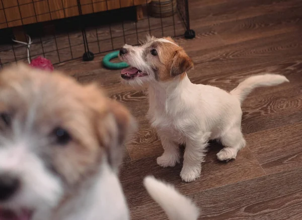 Dua Anak Anjing Kecil Yang Menawan Dari Jack Russell Terrier — Stok Foto