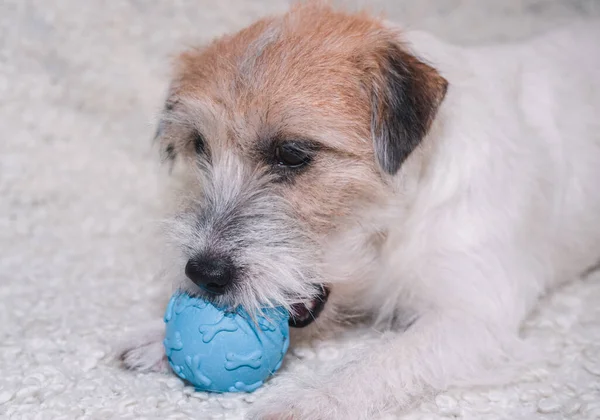 A Jack Russell Terrier dog chews a blue toy ball. A dog on a light background lies with a toy and poses. A charming English hunting dog.