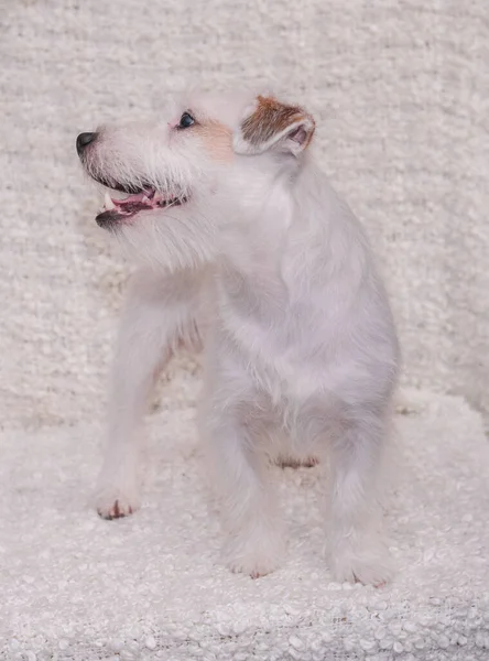 Стенд Жестковолосого Джека Рассела Терьера Светлом Фоне Выставленная Собака Стоит — стоковое фото