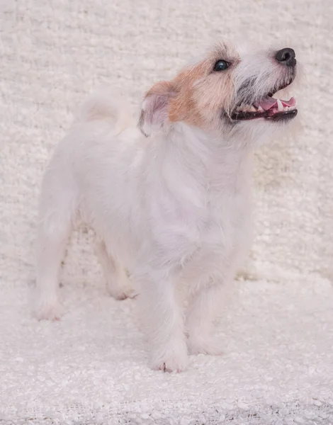 ライトの背景に硬い髪のジャック ラッセル テリアのスタンド 展示犬はサイドビューに立っています 英語の狩猟犬がポーズと笑顔 髭を生やした犬 ケネル ジャック ラッセル テリア — ストック写真