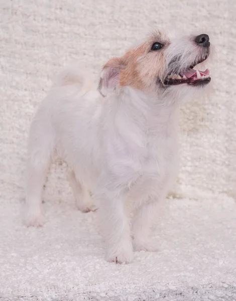 Uno Stand Jack Russell Terrier Dai Capelli Rigidi Uno Sfondo — Foto Stock