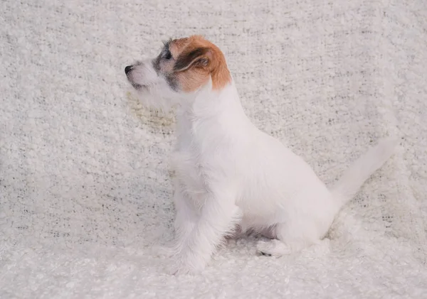 Portret Van Een Charmante Wirehaired Jack Russell Terrier Een Lichte — Stockfoto
