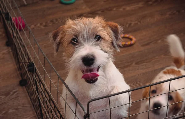Sert kaplamalı Jack Russell Terrier 'ın iki sevimli yavrusu. İngiliz av köpeği cinsi. Orta büyüklükteki köpek barınağı..