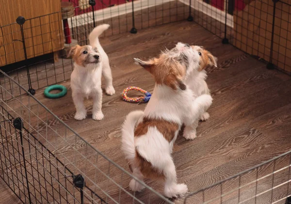 Trzy Małe Urocze Szczeniaki Jacka Russella Terriera Angielski Pies Myśliwski — Zdjęcie stockowe