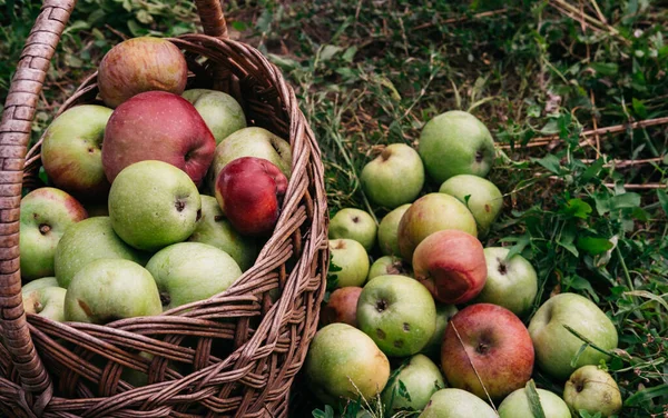 草坪上站着一个柳条筐 上面有苹果 旁边躺着一些苹果 红色和绿色新鲜液体苹果 收集和放在篮子里 — 图库照片