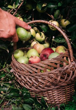 Bir insan, Apple ağacından toplanmış taze elmaları hasır bir sepete koyar. Yazın sonunda Apple kaplıcalarında hasat et. Çiftçilik ve bahçıvanlık.