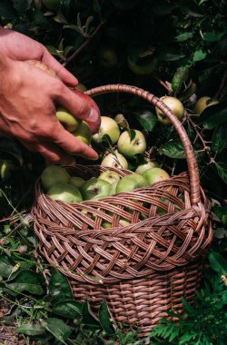 Bir insan, Apple ağacından toplanmış taze elmaları hasır bir sepete koyar. Yazın sonunda Apple kaplıcalarında hasat et. Çiftçilik ve bahçıvanlık.