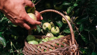 Bir insan, Apple ağacından toplanmış taze elmaları hasır bir sepete koyar. Yazın sonunda Apple kaplıcalarında hasat et. Çiftçilik ve bahçıvanlık.