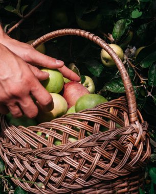 Bir insan, Apple ağacından toplanmış taze elmaları hasır bir sepete koyar. Yazın sonunda Apple kaplıcalarında hasat et. Çiftçilik ve bahçıvanlık.