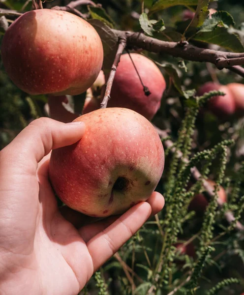 Bir insan tek eliyle bir ağaçtan kırmızı elma toplar. Çiftçilik ve bahçe işleri. Bahçıvan yazın sonunda elma toplar..