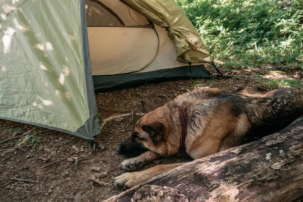 A German shepherd lies near a tent in the woods. Dog traveler, rest in the forest after a long day of Hiking. A beautiful thoroughbred German dog sleeps in nature. Dog in the campsite near the tent.