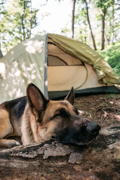 A German shepherd lies near a tent in the woods. Dog traveler, rest in the forest after a long day of Hiking. A beautiful thoroughbred German dog sleeps in nature. Dog in the campsite near the tent.