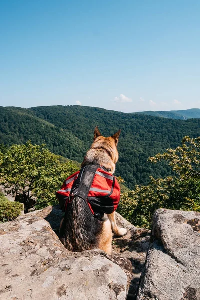 Alman çoban köpeği dağlarda gezer. Kırmızı sırt çantalı bir köpek uçurumun kenarında oturur ve doğanın güzel manzarasının tadını çıkarır. En iyi dört ayaklı arkadaşınla seyahat et..
