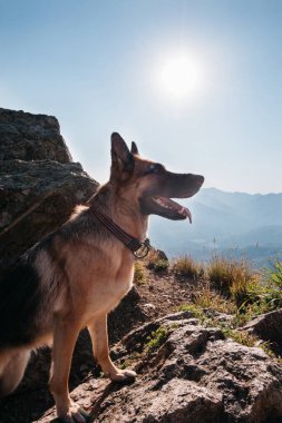 En iyi dört bacaklı arkadaşınla seyahat et. Alman çoban köpeği dağlarda gezer. Köpek bir uçurumun kenarında durur ve doğanın güzel manzarasının tadını çıkarırken günbatımı arkasında parlar..