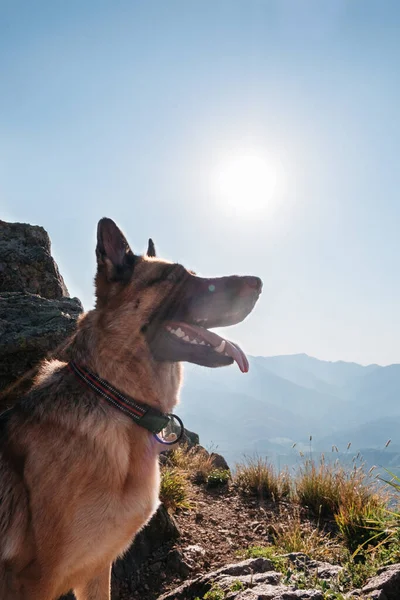 Travel with best four-legged friend. German shepherd travels in the mountains. The dog stands on the edge of a cliff and enjoys the beautiful views of nature, while the sunset sun shines behind.