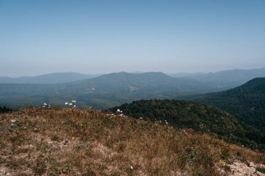 Uzakta, sisli dağlarda bir sürü yaprak döken ağaç güzel yaz yeşil ormanı. Rusya 'nın Doğası.