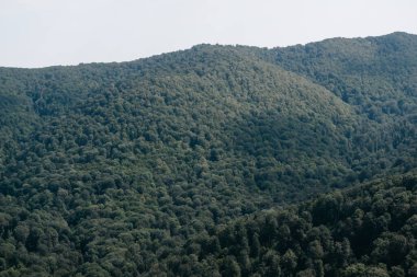 Uzaktan yoğun yaprak döken orman. Ulusal Park 'taki güzel kayalık dağlar. Rusya 'nın Doğası.