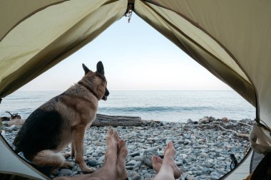 Çadır sahilde duruyor, bir erkek ve bir kadının bacakları dışarıda ve yanında bir Alman çoban köpeği oturuyor. Deniz manzaralı bir çadırın yanında bir köpek ve birkaç gezgin..
